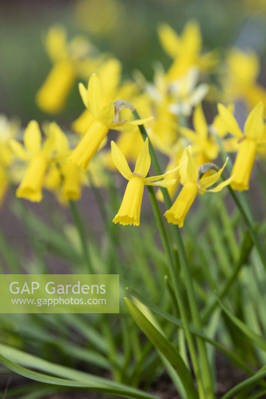 Narcissus 'Mite' - Daffodil