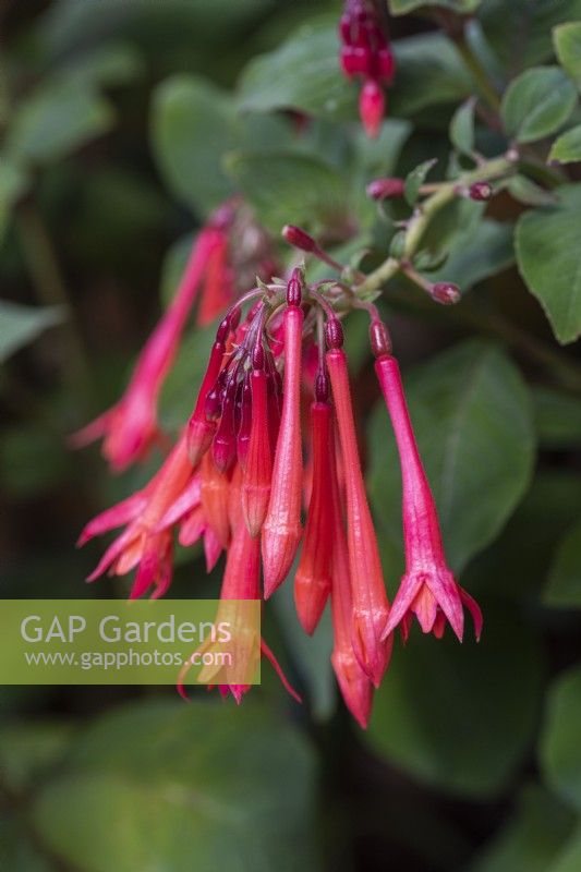 Fuchsia 'Thalia', a tender fuchsia bearing clusters of bright pink hanging flowers from July.