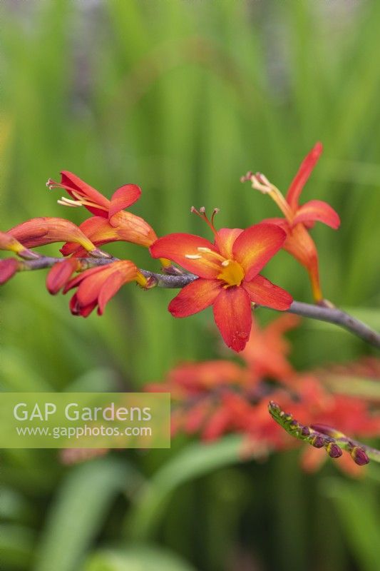 Crocosmia  'Lucifer', montbretia, a tall perennial with sprays of bright red flowers from July.