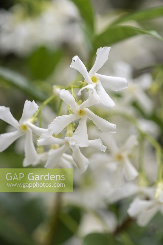 Trachelospermum jasminoides, star jasmine, a vigorous medium-sized evergreen climber with glossy dark green leaves  and clusters of very fragrant white flowers.