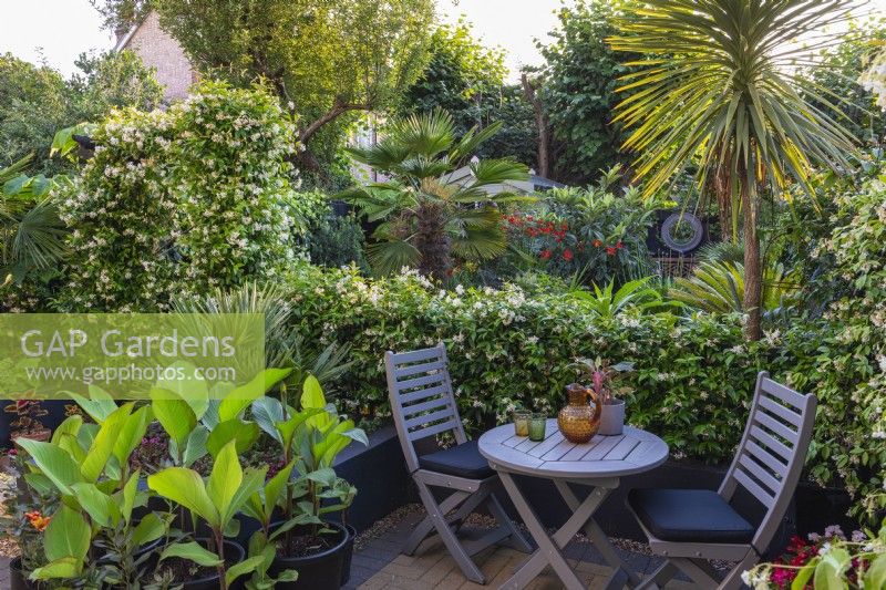 A small dining area sheltered by a hedge and arch of star jasmine, Trachelospermum jasminoides. Beyond, the garden is planted with exotic evergreens such as palms, a loquat, crocosmia and cordyline.