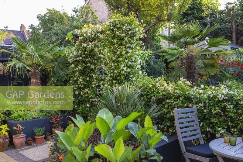 Raised beds beside a hedge and arch of star jasmine, are planted with palms, ferns and leafy coleus.