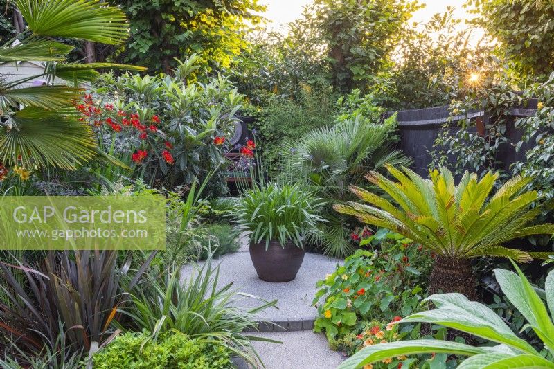 On a circular patio stands a pot of agapanthus. Behind stands a loquat tree and dwarf fan palm. Front right: Japanese sago palm, Cycas revoluta. Front left: Crocosmia 'Lucifer' and phormium.