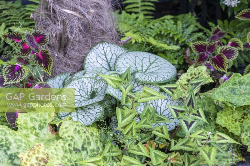 A raised bed is planted with ferns, persicaria, Brunnera macrophylla 'Jack Frost', Siberian bugloss; Podophyllum 'Spotty Dotty'; and Coleus  'Ruby Road'.