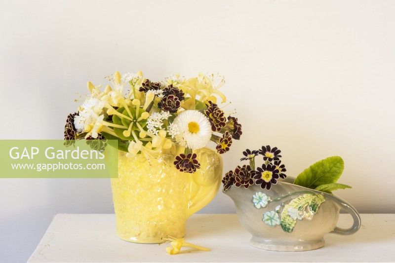 Mixed Spring posy of Primula 'Goldlace', Lonicera, Bellis perennis and Galium odorata in yellow vintage vase on white shelf