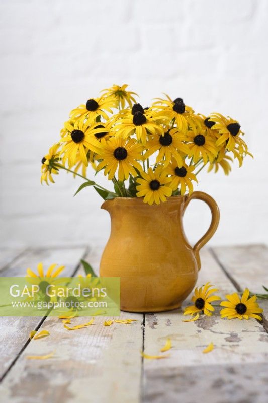 Bunch of Rudbeckias - 'Black eyed Susan' in pottery vase on rustic wooden background