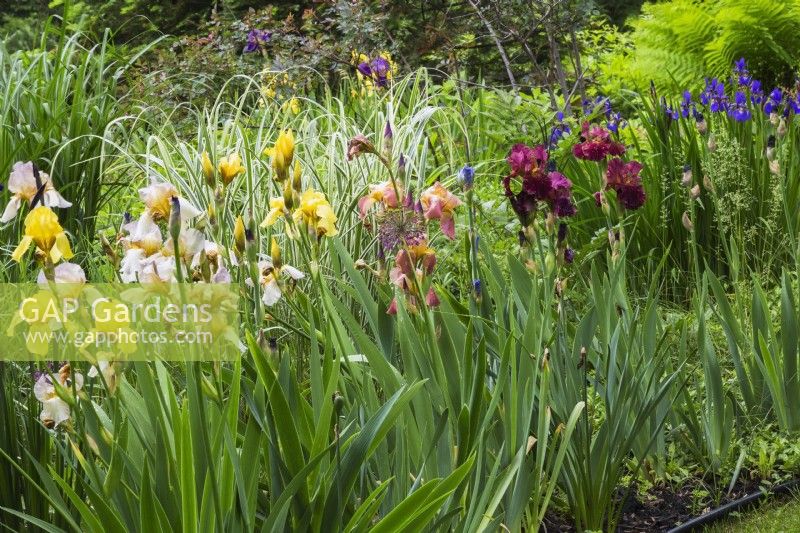 Yellow Iris x germanica - Bearded Iris, Blauwe Lis Bordeaux, Iris versicolor - Blue Flag in border in front yard garden in spring