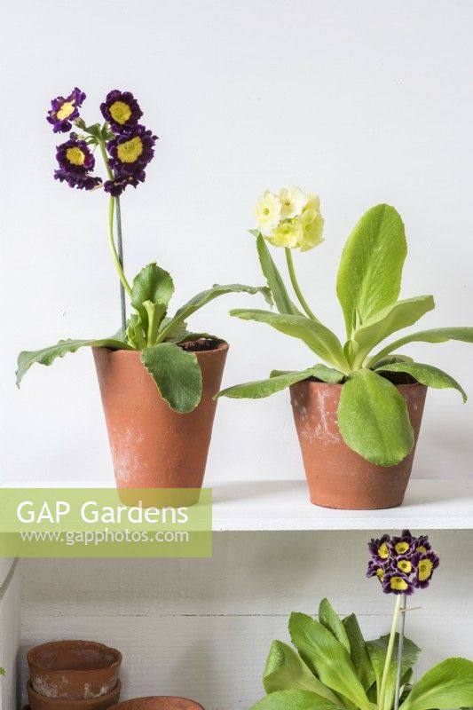 Mixed Auriculas in terracotta pots displayed on white painted flower stand