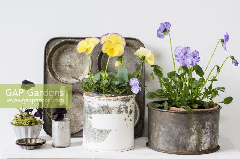 Pots of violas displayed in vintage kitchenalia against white background