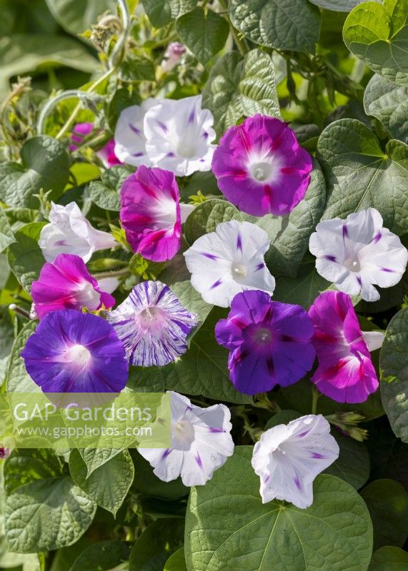 Ipomoea purpurea Early Call mix, range of colours shown as picked blooms, autumn September