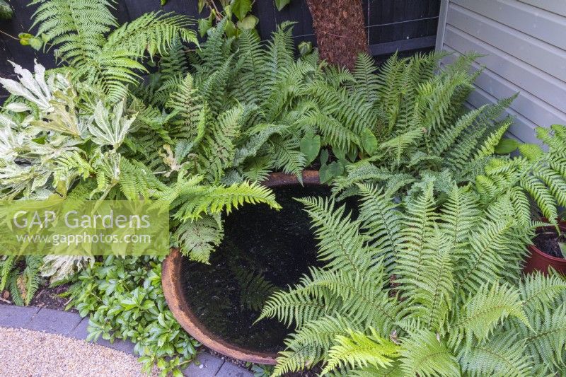 A circular, rusty water bowl is shaded by ferns and a variegated fatsia.