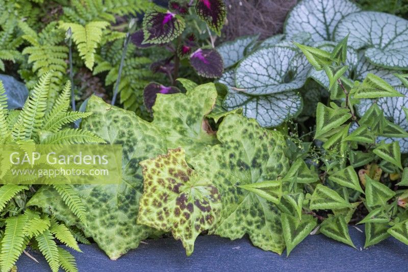 A raised bed is planted with Podophyllum versipelle 'Spotty Dotty', mayapple, in combination with ferns, persicaria, brunnera and coleus.