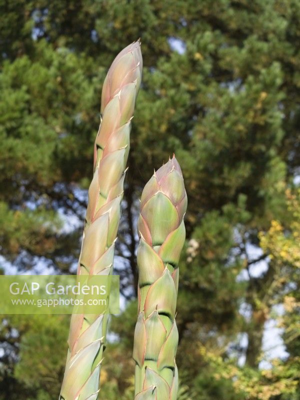 Agave montana flower heads in autumn