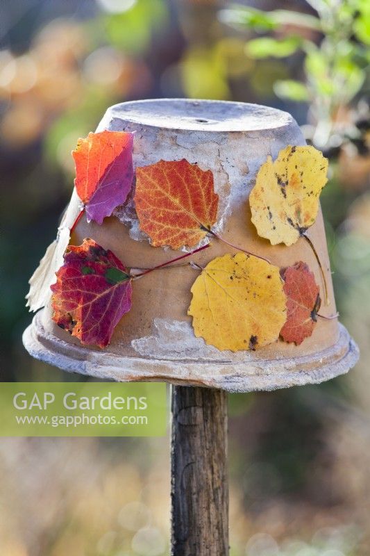 Terracotta pot decorated with autumn foliage.