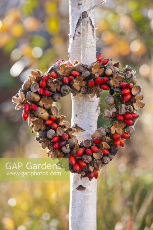 Heart shaped wreath made from rose hips beechnuts and acorns.