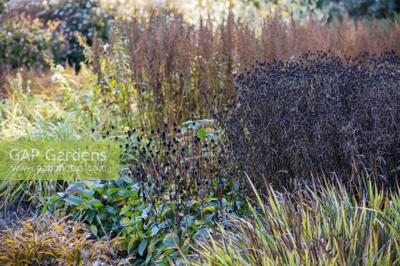 Seed heads in autumnal border. 