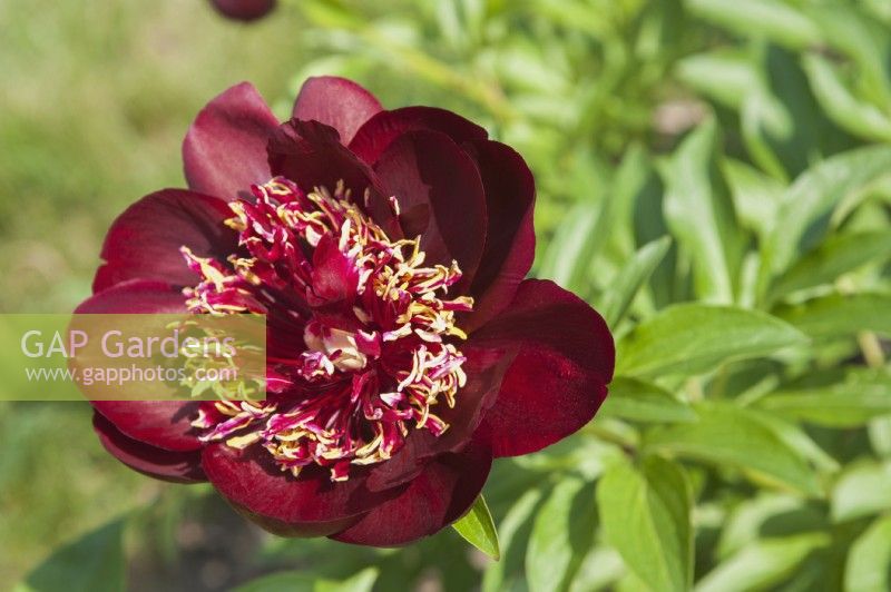 Paeonia 'Chocolate Soldier' - cup-shaped Peony 'Chocolate Soldier' 