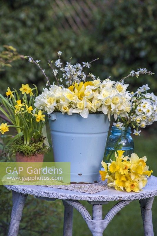 Bunches of white and yellow Narcissus displayed in pale blue enamel bucket and on table with pots of N. 'Tete a Tete'