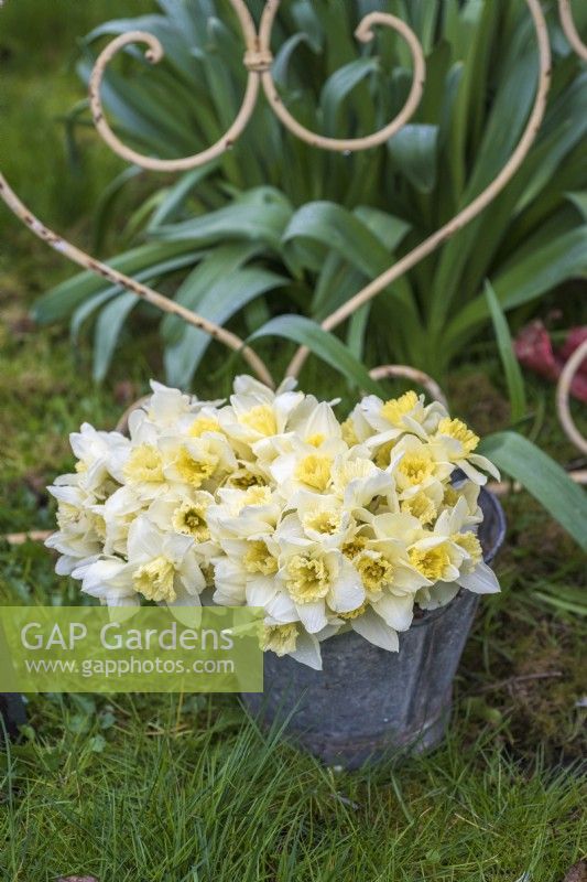 Metal bucket of white and cream cut Narcissus flowers displayed on lawn