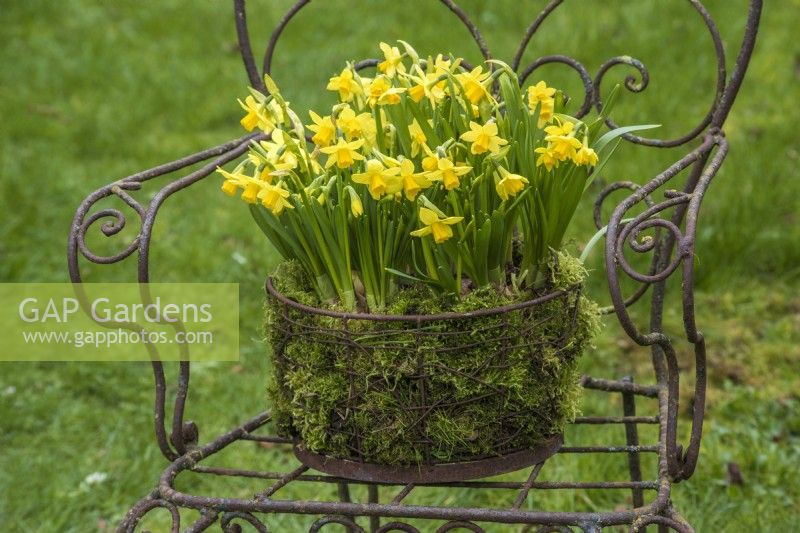 Narcissus 'Tete a tete' planted en masse in mossed rusty wire basket displayed on old metal garden seat