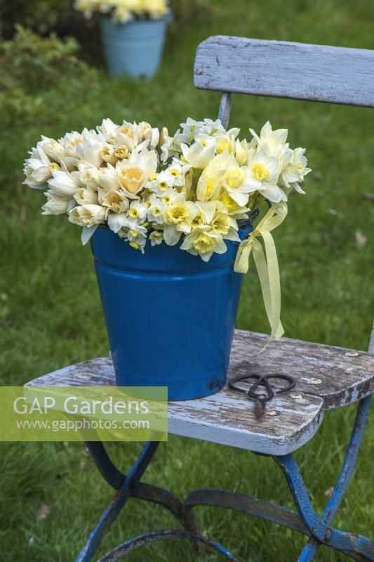 Mixed white, yellow and apricot selection of Narcissus displayed in blue enamel bucket with yellow gingham ribbon on blue wooden chair