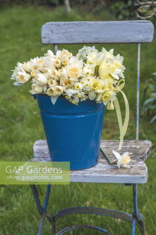 Mixed white, yellow and apricot cut Narcissus displayed in blue enamel bucket with yellow gingham ribbon on blue wooden chair