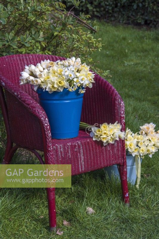 Mixed white, yellow and apricot bunches of Narcissus displayed in blue enamel bucket and on vintage red chair