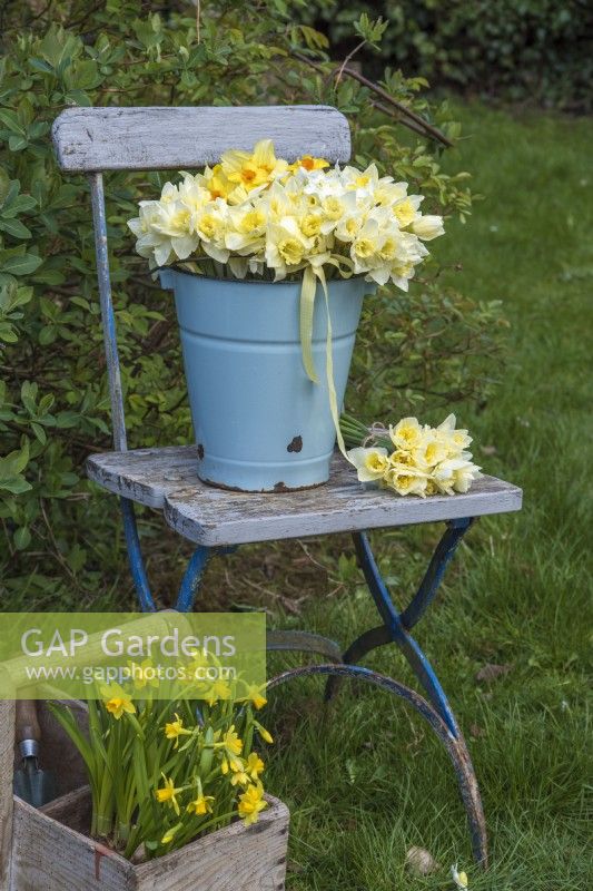 Mixed white and yellow bunches of Narcissus displayed in pale blue enamel bucket with yellow gingham ribbon on blue wooden chair