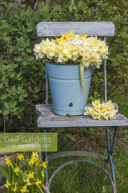 Mixed white and yellow bunches of Narcissus displayed in pale blue enamel bucket with yellow gingham ribbon on blue wooden chair