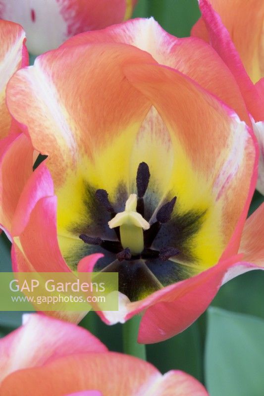 Tulipa Spryng Sunrise