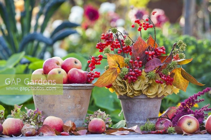 Harvested apples and bunch of guelder rose twigs with red berries and autumn foliage in terracotta pot.