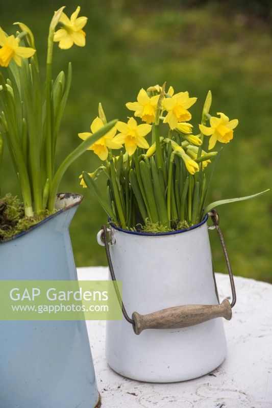 Narcissus 'Tete a tete' displayed in white enamel container on garden chair