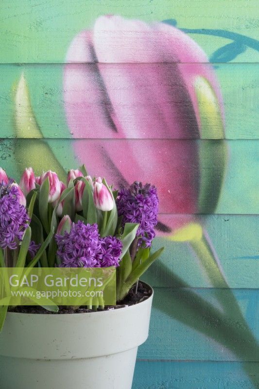 Painted tulip on wooden wall of veranda and container with purple Hyacinth and white pink tulips.