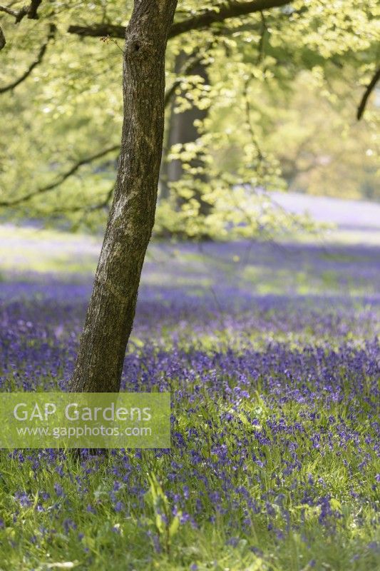 Bluebells in Parc Lye at Enys garden in Cornwall in early May