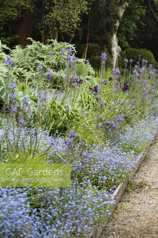 Border of blues and purple including forget-me-nots, camassias and irises in May