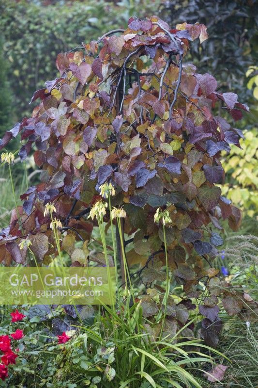 Cercis canadensis 'Ruby Falls', Redbud, Shrub, October.