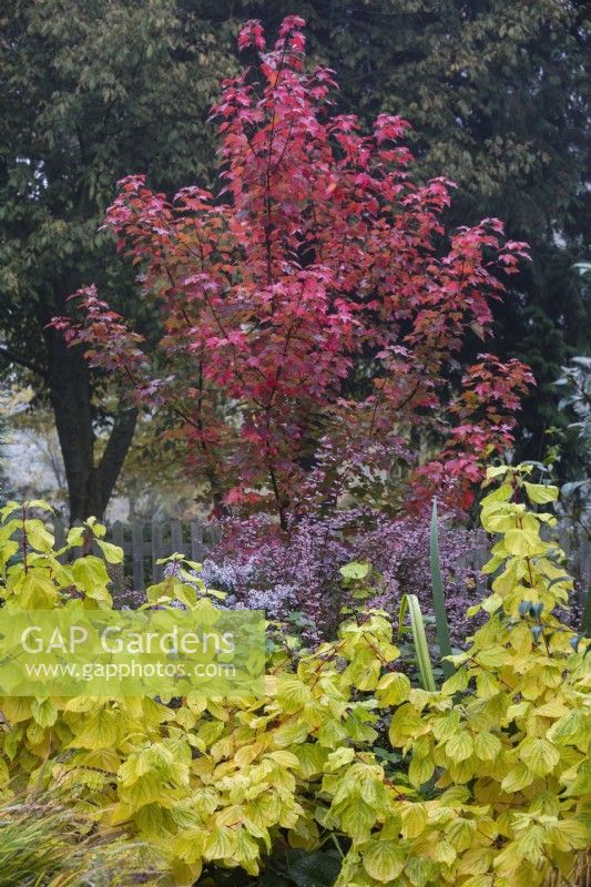 Acer rubrum 'Brandywine', Cornus sanguinea 'Midwinter Fire' and Berberis thunbergii f. atropurpurea 'Rose Glow' in mixed border. 