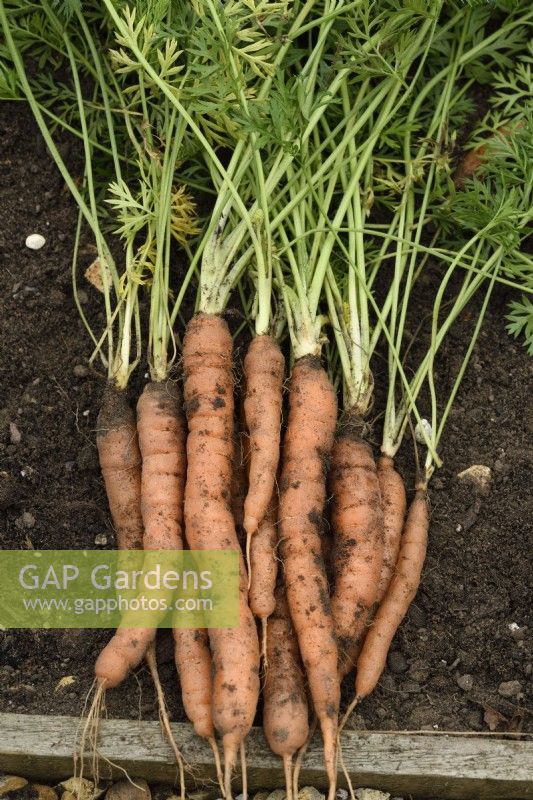 Daucus carota  'Little Finger'  Freshly lifted carrots  September
