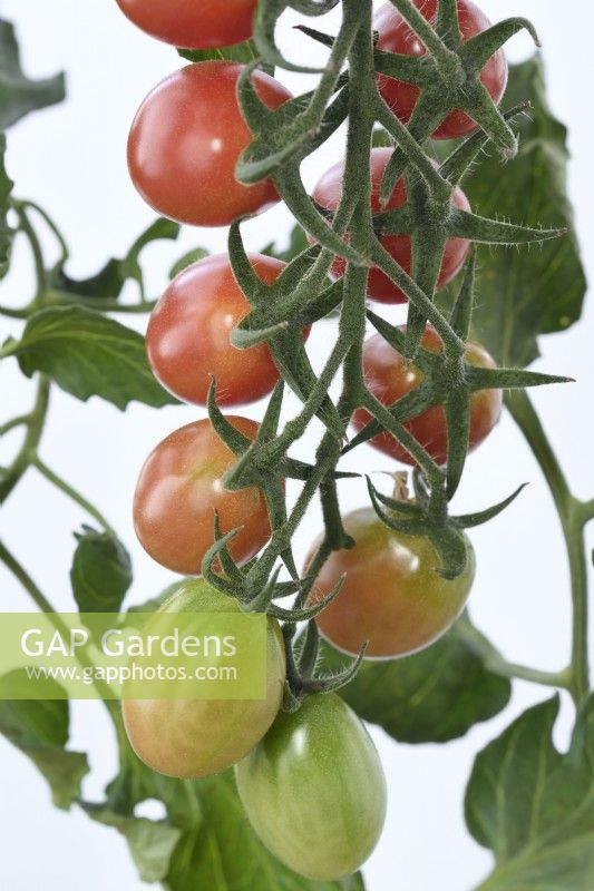 Solanum lycopersicum  'Pink Grape'  Cherry tomatoes  Ripening fruit  Syn. Lycopersicon esculentum  August