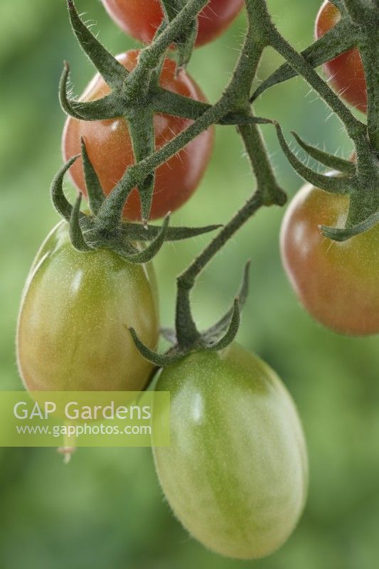Solanum lycopersicum  'Pink Grape'  Cherry tomatoes  Syn. Lycopersicon esculentum  Ripening fruit  August