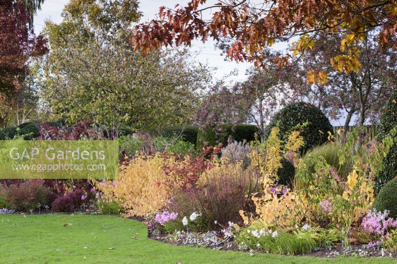 Border including Euonymus hamiltonianus 'Miss Pinkie', nerines, cyclamen and dogwoods at John Massey's garden in October.