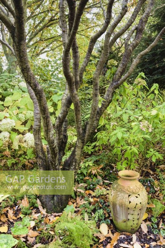 Terracotta pot in John Massey's garden in October where trees have their canopies raised by clearing the lower trunks of branches and twigs.
