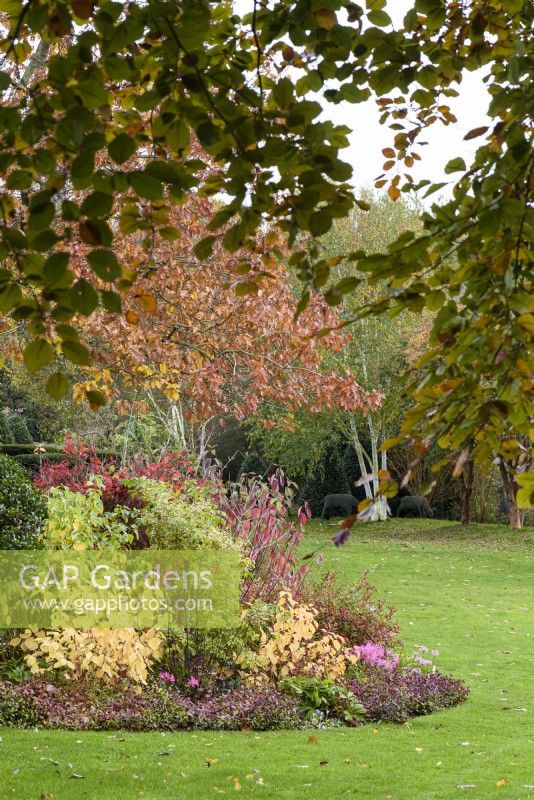 Mixed border at John Massey's garden in October with shrubs including cornuses and bright  nerines.
