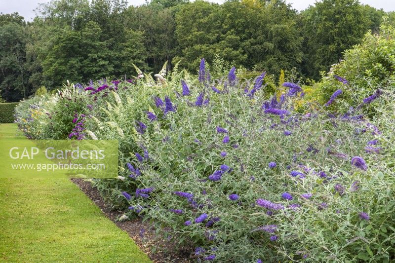 National Collection of Buddleja displayed in long border. Right to left: B. davidii 'Shire Blue', white B. davidii 'Darent Valley'.