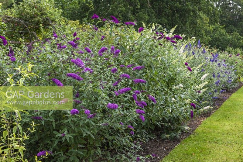 National Collection of Buddleja displayed in long border.  Left to right front: B. davidii 'Border Beauty', 'White Profusion' and 'Shire Blue'.