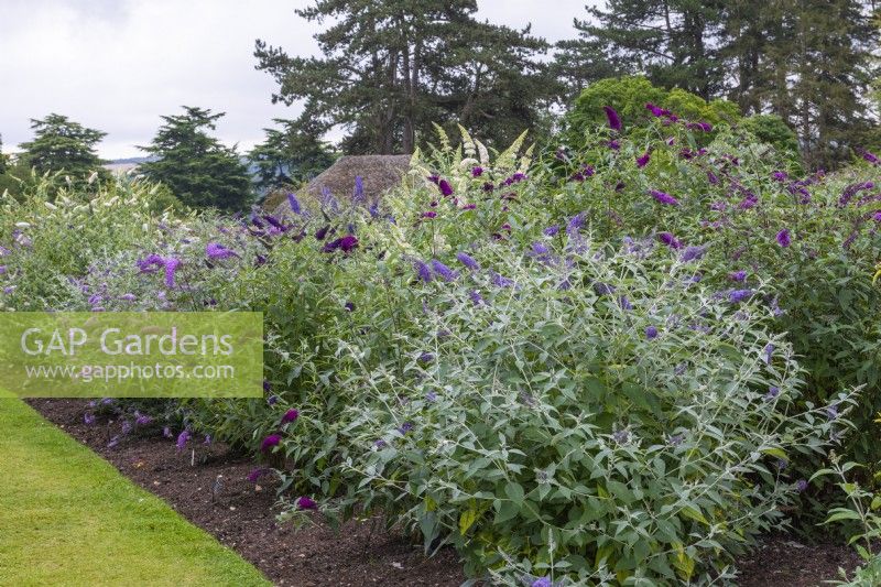 National Collection of Buddleja displayed in long border. Right to left front: B. davidii 'Southcombe Splendour' and 'Black Knight'. Behind: 'Royal Red' and 'White Profusion'.