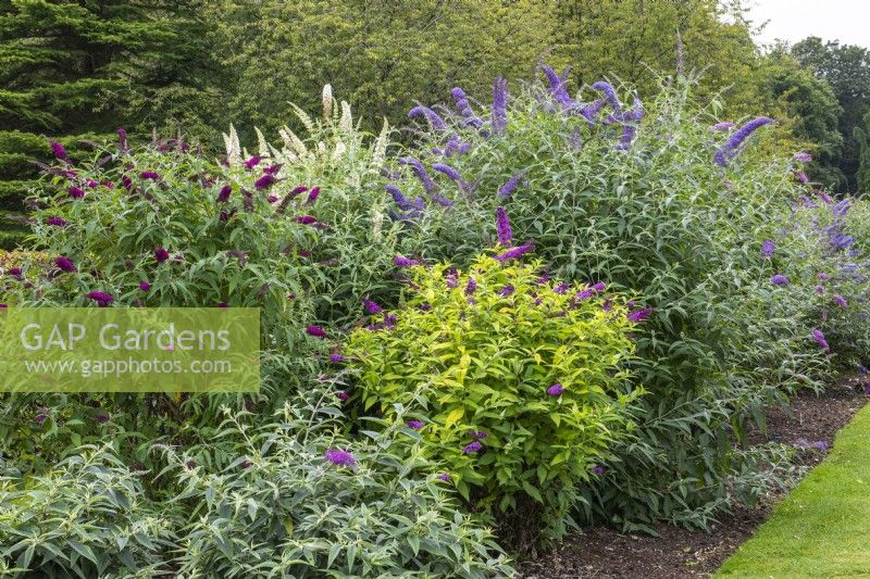 National Collection of Buddleja displayed in long border. Centre: B. davidii 'Moonshine'. On right B. davidii 'Valley View Blue'. On left: B. davidii 'Sugar Plum'.