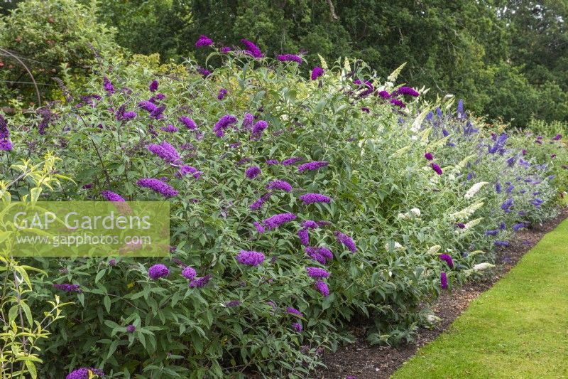 National Collection of Buddleja displayed in long border. Left to right front: B. davidii 'Border Beauty', 'White Profusion' and 'Shire Blue'.