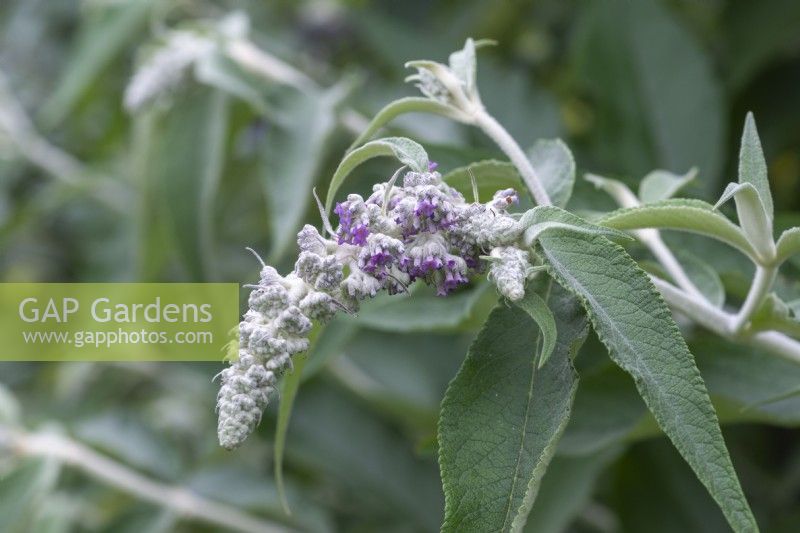 Buddleja nivea, a buddleia with large felted leaves, flowering from August.