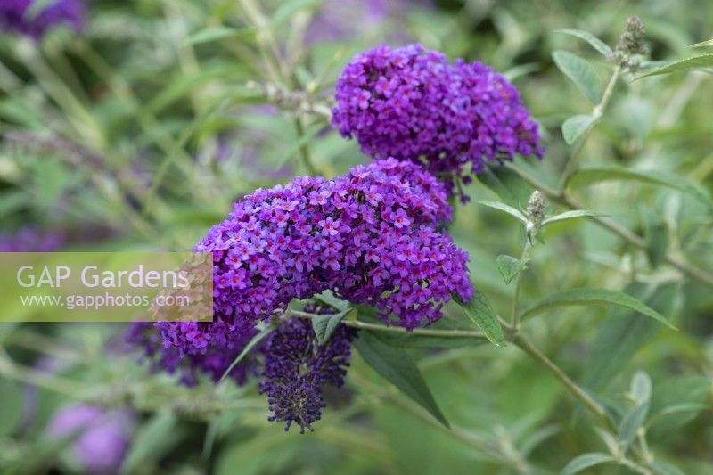 Buddleja davidii 'Dart's Purple Rain', butterfly bush, flowering from July.